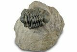 Reedops Trilobite Fossil - Atchana, Morocco #312347-2